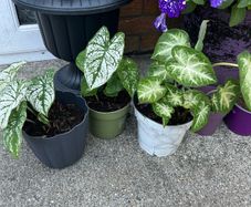 plant white caladium