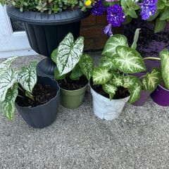 plant white caladium
