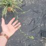 Spider Plant Image 2