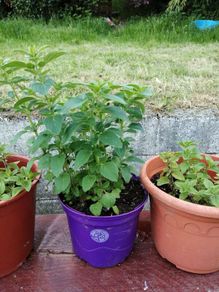 Oregano