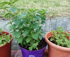 Oregano
