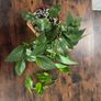 Golden pathos house plant Image 4