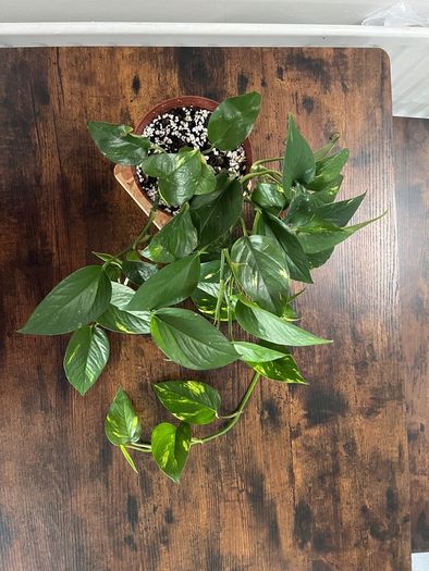 Golden pathos house plant