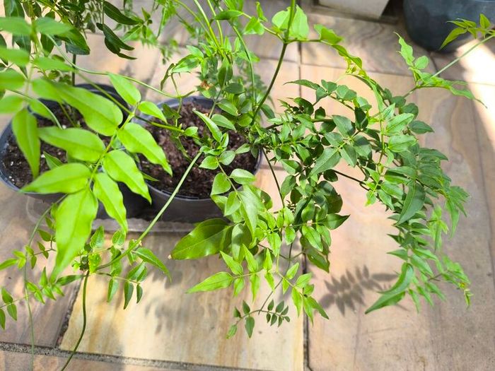garden plants