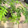garden plants Image 2
