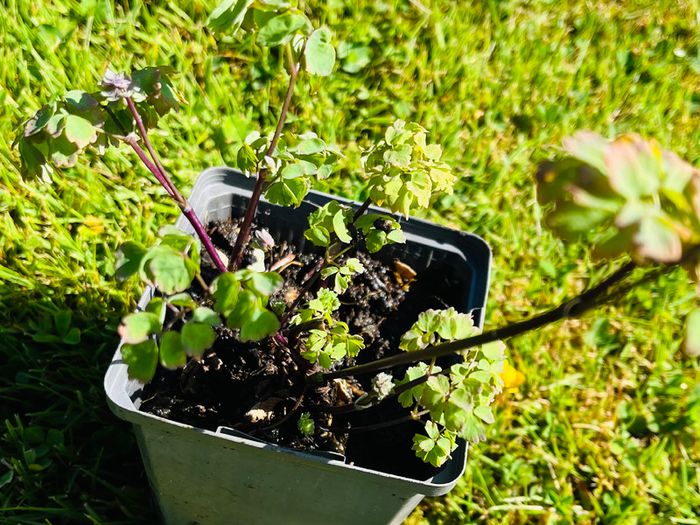 8-Piece Plant & Shrub Set incl. Fresh Mint
