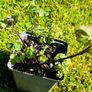 8-Piece Plant & Shrub Set incl. Fresh Mint Image 10