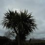 Cordyline palm tree Image 2