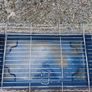 Large rabbit cage for sale Image 2