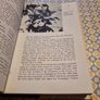 The Rhododendron and Camellia year book 1968. Image 8