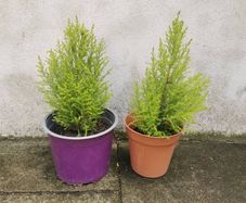 outdoor plant pine tree