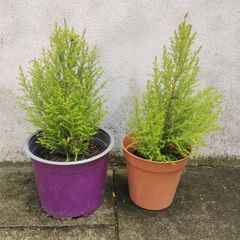 outdoor plant pine tree