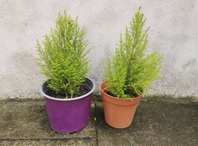 outdoor plant pine tree