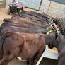 40 Aberdeen Angus Heifers Image 10