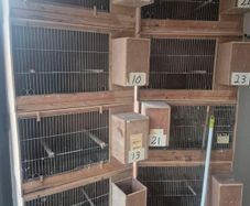 Single breeding cages