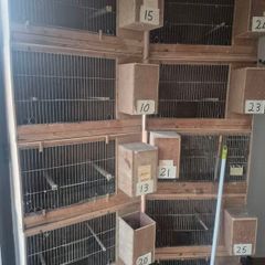 Single breeding cages