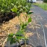 Medium Bush Blueberry 2l pot available in September Image 4
