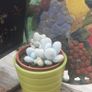 MOONSTONE PLANT (Pachyphytum oviferum) Image 2