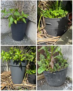 Large plant pots