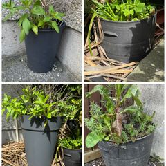 Large plant pots