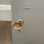 Ikea Wardrode Image 3