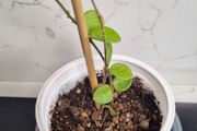 Hoya Mathilde on trellis