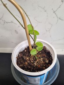 Hoya Mathilde on trellis