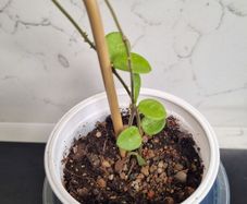 Hoya Mathilde on trellis