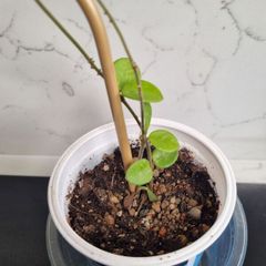 Hoya Mathilde on trellis
