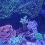 Red sea reefer g2 250 xxl Image 3