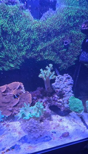 Red sea reefer g2 250 xxl