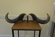 African Water Buffalo Horns