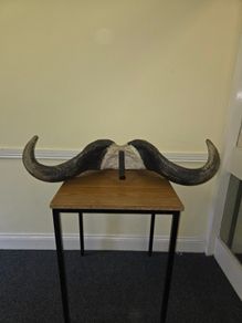 African Water Buffalo Horns