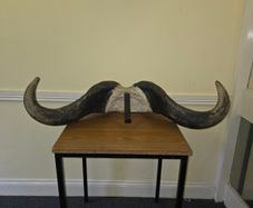 African Water Buffalo Horns