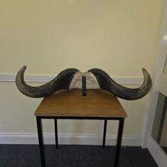 African Water Buffalo Horns