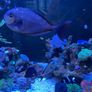 1000L Marine fish tank Image 10