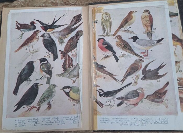 Vintage Pictorial Knowledge