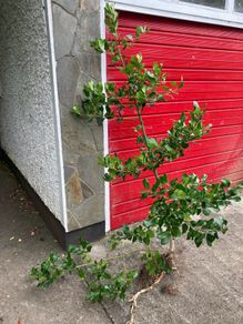 Holly tree (2m high)
