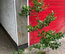 Holly tree (2m high)