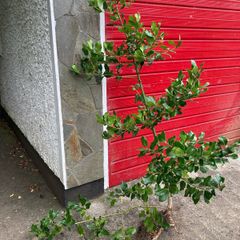 Holly tree (2m high)