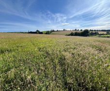 Hay For sale Ovens  3.5 acres