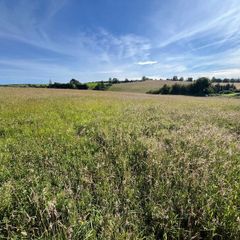 Hay For sale Ovens  3.5 acres