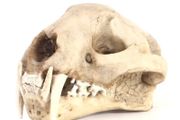 1/1 resin copy of a leopard skull.