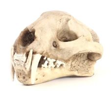1/1 resin copy of a leopard skull.