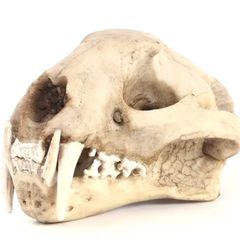 1/1 resin copy of a leopard skull.