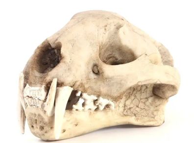 1/1 resin copy of a leopard skull.