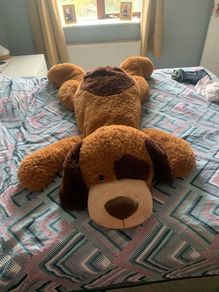 huge dog teddy