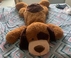 huge dog teddy