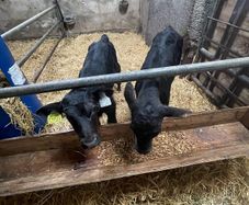 Angus bull calves