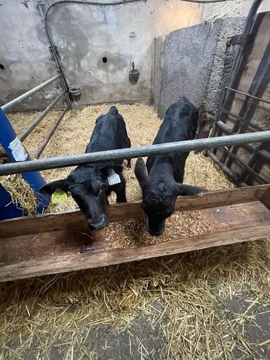 Angus bull calves